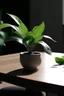 Placeholder: plant putting on the table image in 4k