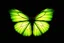 Placeholder: green winged butterfly wings spread top light black background