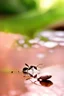 Placeholder: The Ant and The Dove On a hot day of summer, an ant was searching for some water. After walking around for some time, she came near the river.