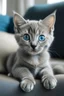 Placeholder: a grey kitten with blue eyes sitting on couch