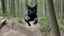 Placeholder: cat jumping in the forest