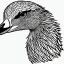 Placeholder: line drawing of a soaring snow goose