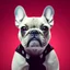 Placeholder: French bulldog dog flat background