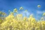 Placeholder: bottom is detailed canola with green stems and branches, top is sky, photography,