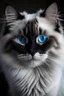 Placeholder: blue point ragdoll with dark blue eyes