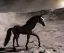 Placeholder: horse on the moon