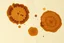 Placeholder: scan of old coffee stains on rough paper