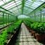 Placeholder: work in Italy in greenhouses, size 1080*1080