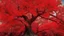 Placeholder: red tree, highly detailed, boutyfull desktop wallpaper