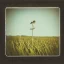 Placeholder: single long stem wildflower in a field, polaroid, moody, tender, vintage, award winning landscape photography, nature photography