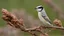 Placeholder: white songbird , He comes and goes with the chickadees and the nuthatches about once a day,” Martin said. “Usually it’s first thing in the morning.