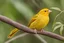 Placeholder: SAFFRON FINCH ON A TREE BRANCH