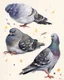 Placeholder: Pigeon. painting