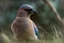 Placeholder: portrait of an (Eurasian) jay [Garrulus glandarius] with colored pencils