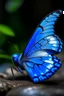 Placeholder: Blue butterfly