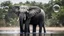 Placeholder: watce, a elephant made out of water is standing in the water with bubbles