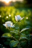 Placeholder: Morning Dew Serenity: Picture a delicate fluorescent glass white roses in the early morning light, adorned with glistening dewdrops. Sharp focus . Iridescent colors with intricate details. The tranquility of the scene mirrors the quiet strength that comes from embracing stillness and finding inspiration in the simplest moments.