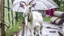 Placeholder: Goat holding an umbrella but no rain