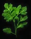 Placeholder: coriander leaf on black background. Aesthetic Food Photography. HD. Glowing. 3d style