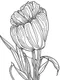 Placeholder: real massive Tulip flower coloring page