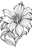 Placeholder: Lily flower coloring book