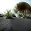 Placeholder: A striking quality photograph captures a wasteland with plants, creepy, scarpata, details of the dust very accentuated, glossy organic mass, adorned with minerals and rocks. Bathed in intense light, eerie, Max Ernst and Yves Tanguy style, black sun, fog, volumetric light, octane render