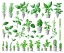 Placeholder: Vector plants and herb set illustration. Watercolor white backdrop