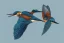 Placeholder: A beautiful kingfisher diving out of water. Waterpearls on feathers. Highly detailed, smooth colours, realistic landscape