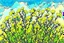 Placeholder: bottom half canola plants detailed, top half sky, watercolor illustration