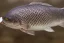 Placeholder: Portrait of an arctic grayling wearing a bow tie