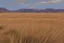 Placeholder: dry grass field by pantormo]