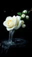 Placeholder: The image is a digital artwork that depicts a bouquet of white rose with aThe rose floats on the surface of the small water fall creating a wave-like effect. The background is black, which makes a branch of a tree of white roses stand out even more. Water droplets are scattered adding to the dreamy, ethereal quality of the image. The a