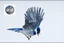 Placeholder: vitrail d'un geai bleu ailes déployées art déco style japonais