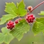 Placeholder: Rubus canadensis