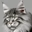 Placeholder: Maine coon ear