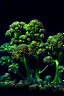 Placeholder: zwarte achtergrond, a field of broccoli in 1 beeld