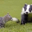 Placeholder: Badger playing with cat