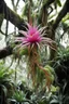 Placeholder: A beautiful epiphyte