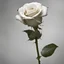 Placeholder: A white rose bleeding from its stem