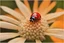 Placeholder: ladybug with a tequila sunrise on an orange flower looking towards a dramatic sunrise in a little foggy atmosphere