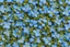 Placeholder: top view pattern of forget-me-not flowers