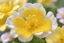 Placeholder: rock rose yellow cosmic sparkling Bach flower in close-up. I bring presence and calm that I activate with my breath, and I collect all the energy that comes from the universe.