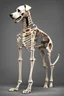 Placeholder: A dog's complete and perfect skeleton