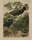 Placeholder: John James Audubon etching of a fully uncropped Dodo bird in a chinoiserie landscape