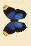 Placeholder: very beautiful butterfly