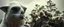 Placeholder: close up on member of jazz giant polar alien sloth gremlin sheep flock climbing trees