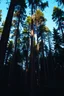 Placeholder: tall trees in a green forest