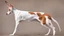 Placeholder: Ibizan Hound