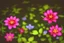 Placeholder: night, forest, flowers