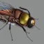 Placeholder: Photorealism of fly, 1500mm lens, ultrarealistic,hyper detailed, front view